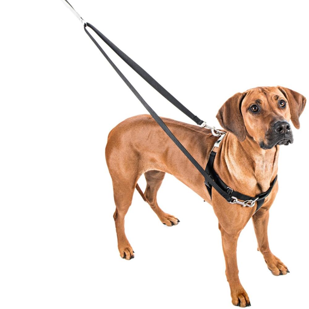 Rust 1" Freedom No-Pull Dog Harness